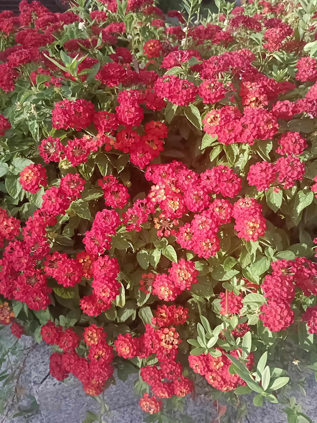 晒图笔记大赛有人知道这花叫什么？