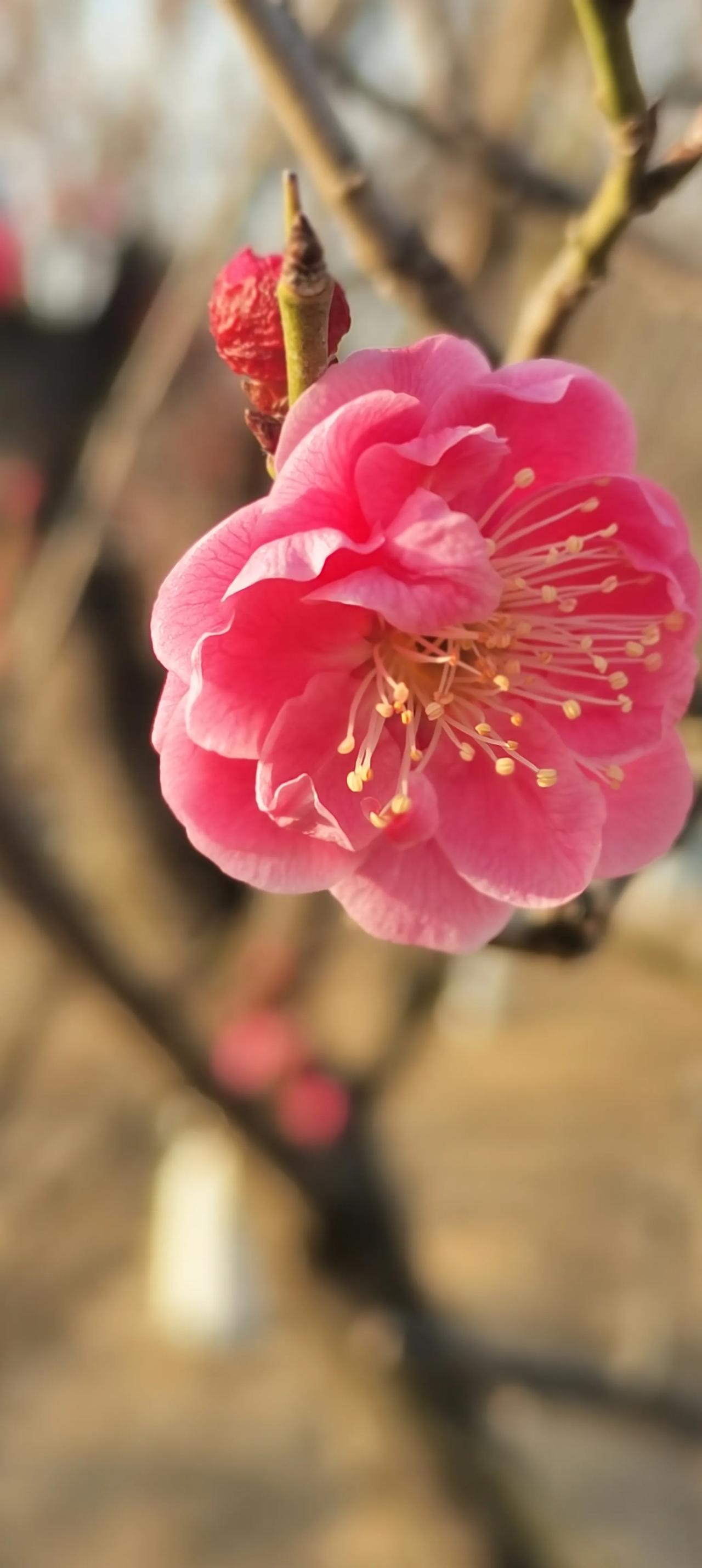 元宵节过后，
天气一天比一天暖，
感觉万物都在复苏，
郑州西流湖梅岭梅花♣️
竞