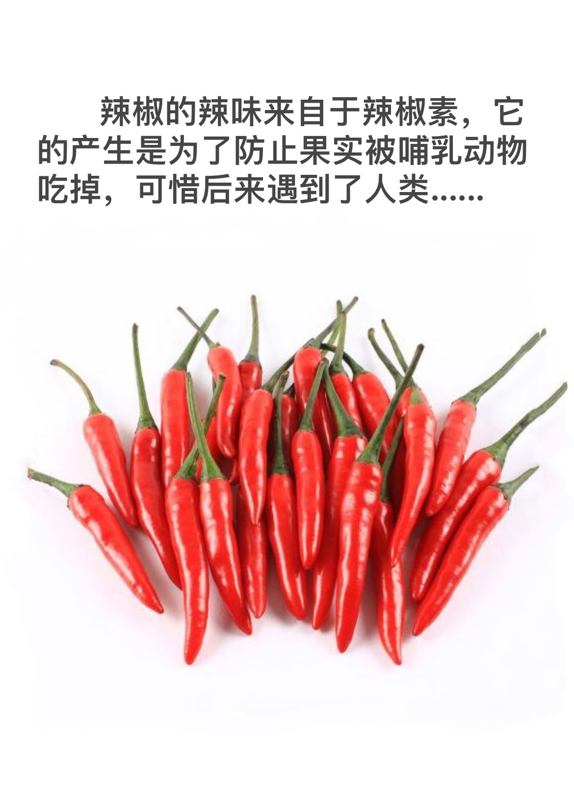 不小心进化成了美食 ​​​