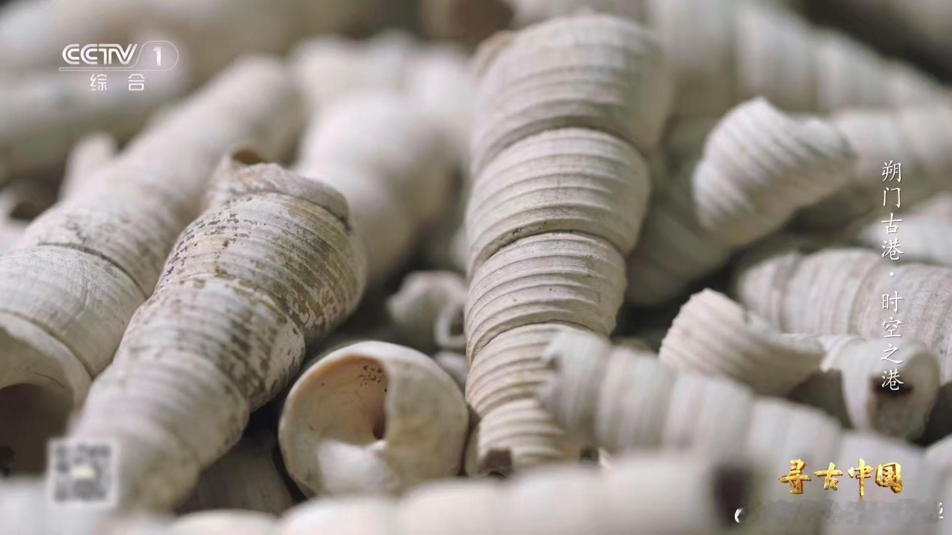 温州一千多年前就流行嗦螺了古人也吃血蛤从考古土层里解锁美食密码，200公斤杂物遗