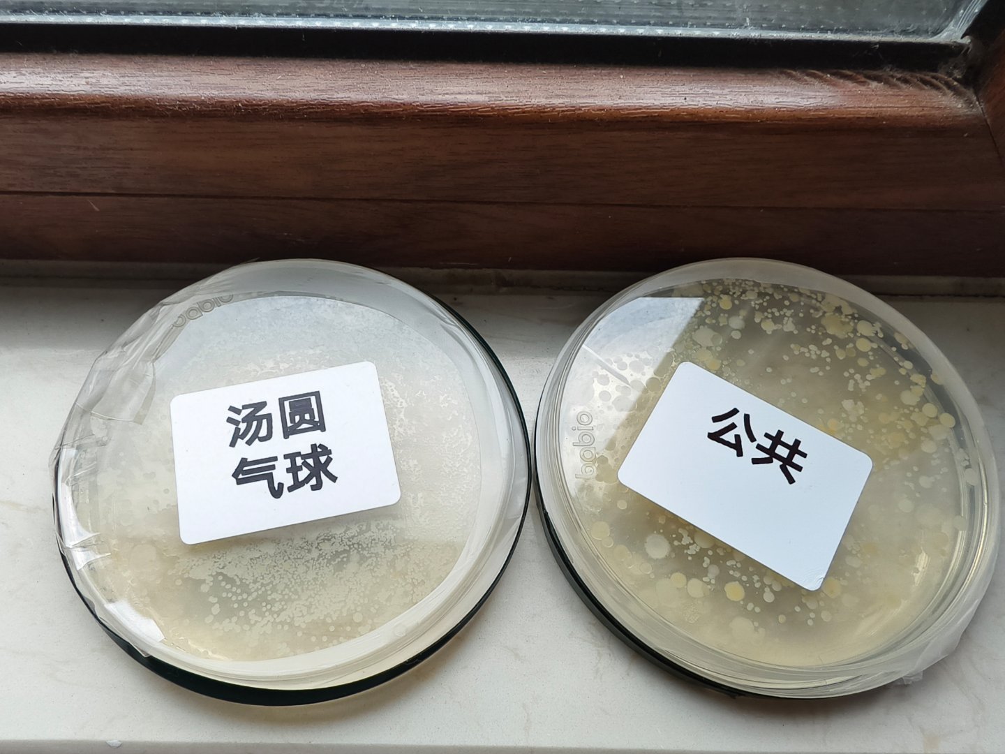 西瓜爸爸给两个小朋友做的细菌培养实验，今天发现细菌长出这么多了。左边是汤圆摸了气