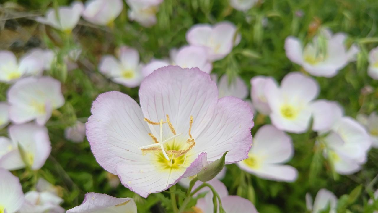 春日生活打卡季 “春日野花盛开，粉白相间，美不胜收！”🌸🌸🌸