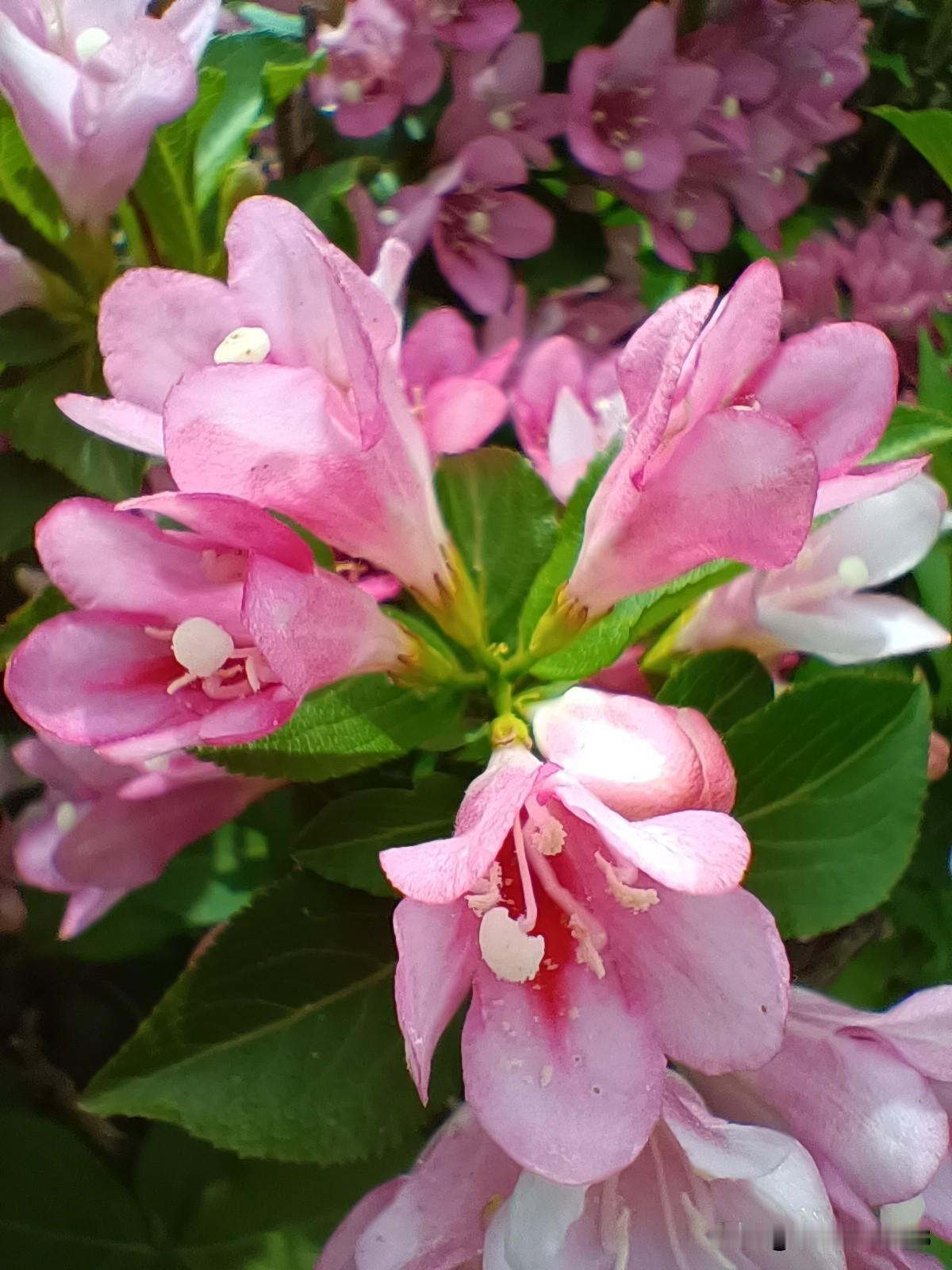 🌸青城夏韵，锦带花开🌸

青城夏意正浓，漫步丝绸之路公园，邂逅满枝粉嫩的锦带