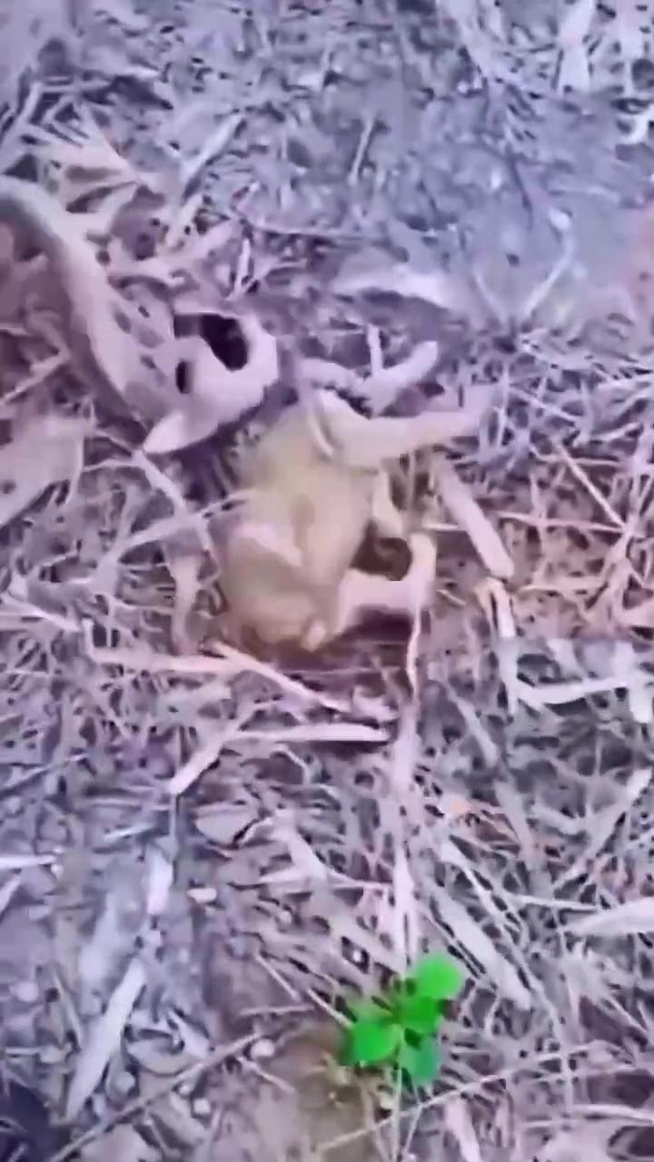老铁们，在视频里看到这一幕，有一个狗崽子让蛇给卷住了，完了它一奶同胞还有俩狗崽子