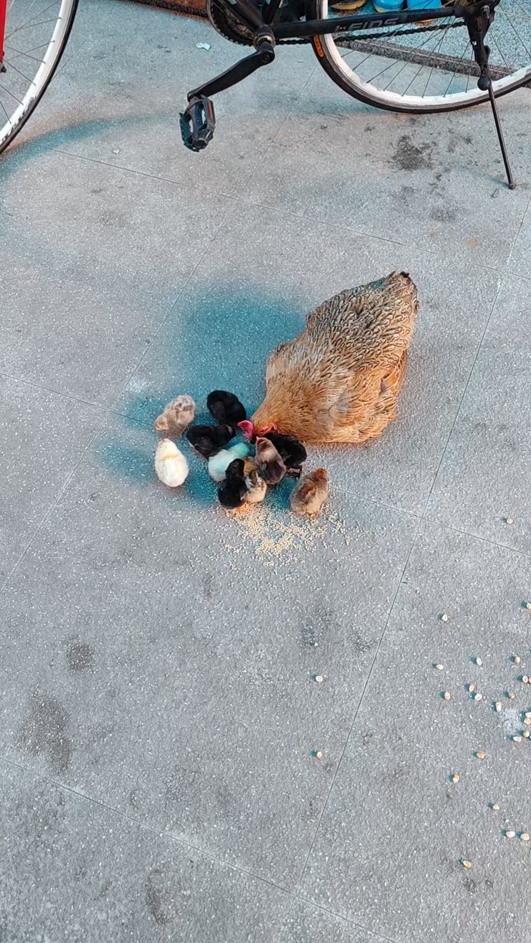 我妈妈用手机拍的她养的鸡很喜悦的在家人群里分享意味着今年又有吃不完的走地鸡鸡蛋了