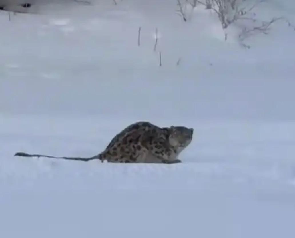 雪豹好凶啊，它竟然还咬人！我震惊的不是雪豹伤人事件本身，而是有人竟然因为野外的雪