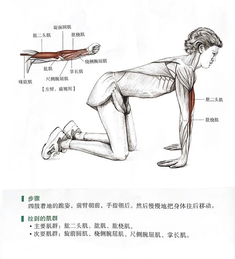 🔥怎么拉伸我们的手臂？肱二头肌