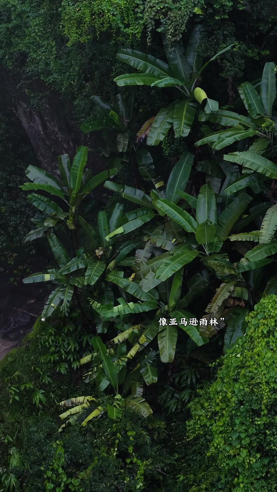 走进哀牢山，仿佛闯入了一幅流动的自然画卷。这里的生物多样性堪称奇迹，参天古木与珍