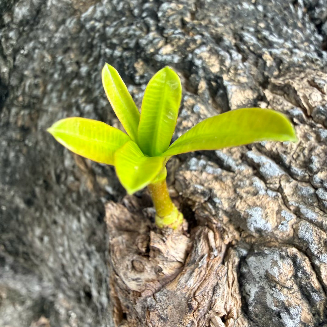 老枝干里冒出新生，渺小却满是力量🌿 