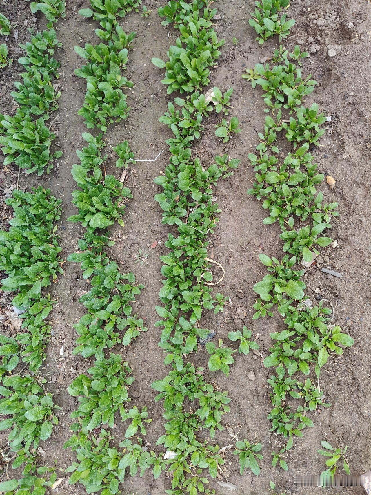 春日生活打卡季这是前天我的小菜园里的白菜。昨天和今天我们就可以间苗熬菜汤吃了。嫩