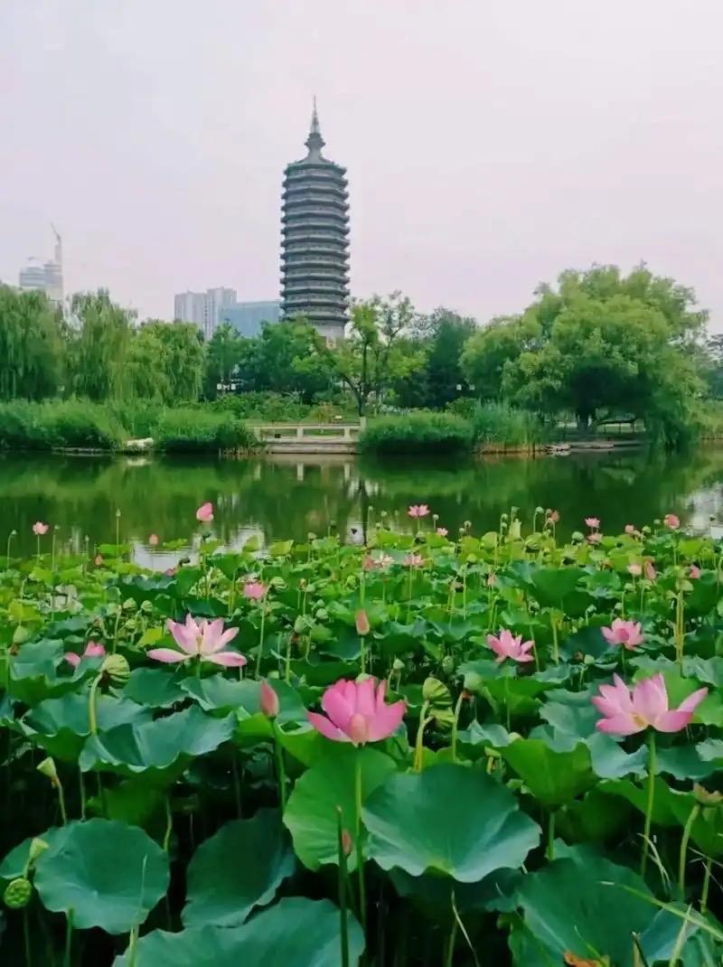 七言排律 · 西海子的荷花

西海子湖波漾光，凭栏欣赏嗅幽芳。
风翻翠盖凝清露，