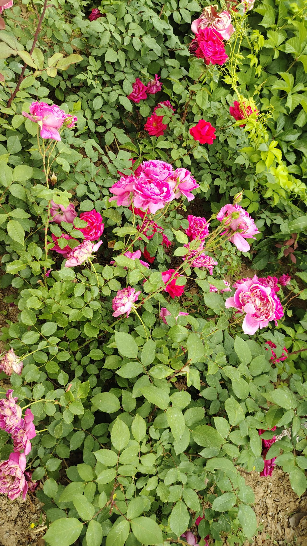 今日分享随手拍照片 下图片是涉县龙山公园路两旁的，红粉月季在阳光下肆意盛放，与葱