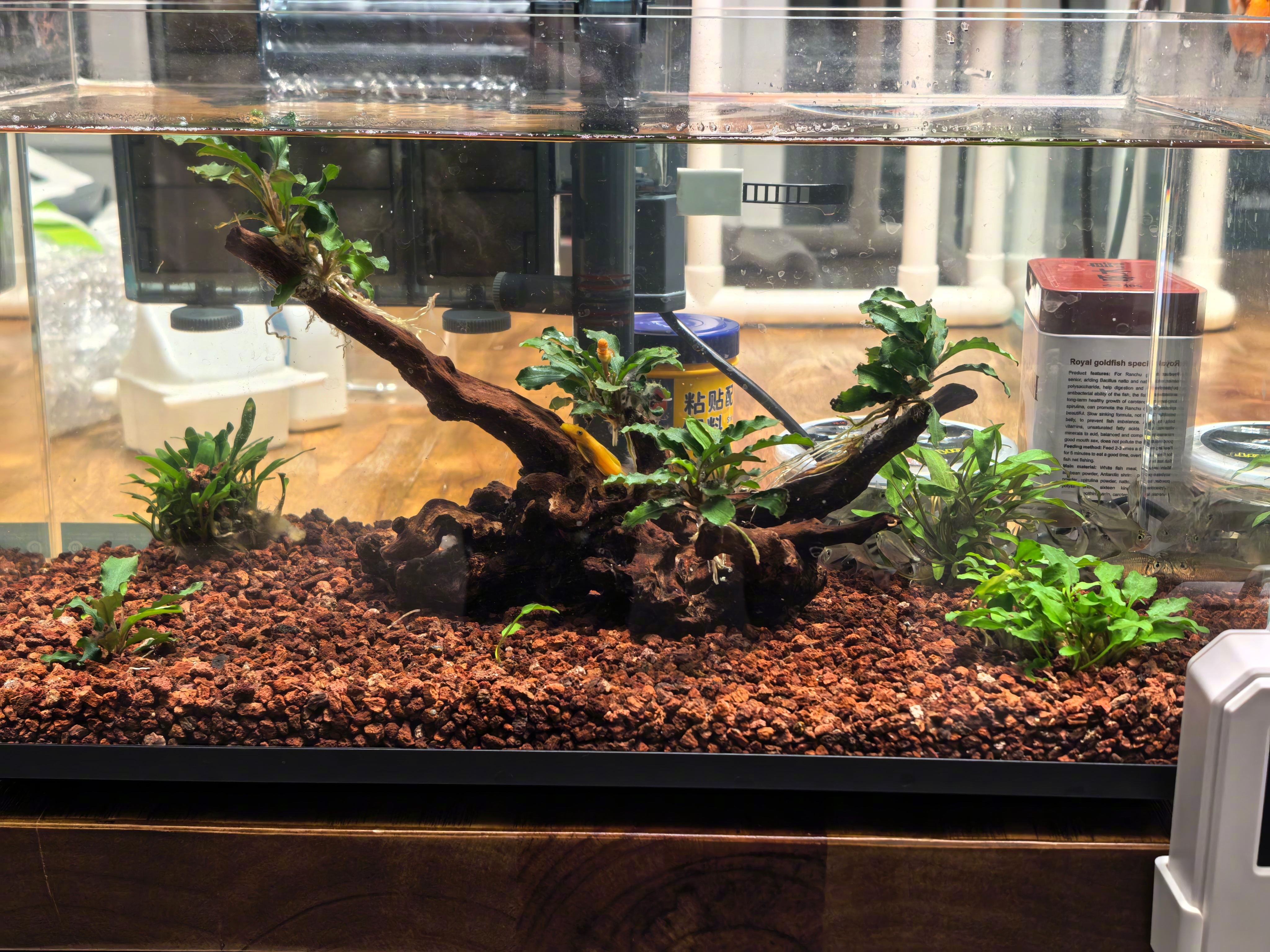 大家说我养鱼不弄造景，我就单独再开个缸，弄点火山岩和植物，养点：黑尾大勾。 