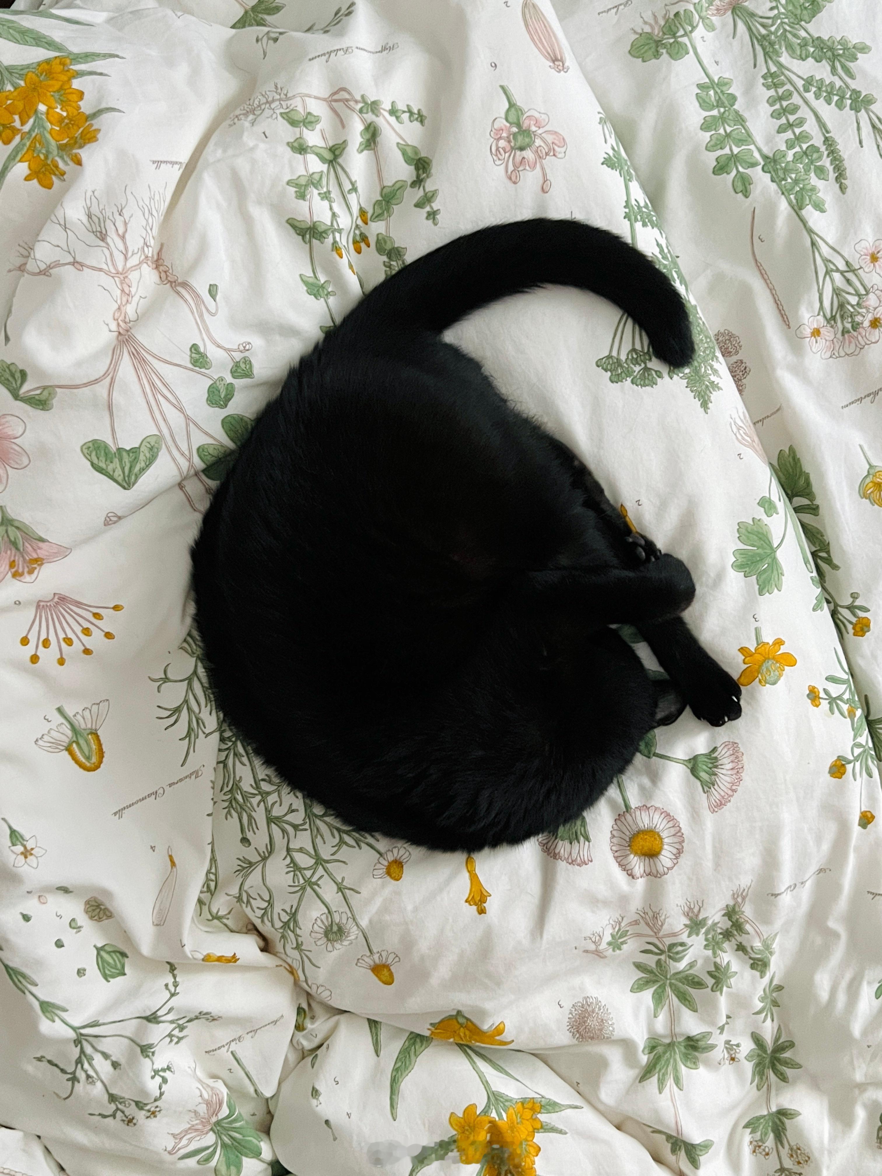 跳水抱膝式熟睡中～蝦蝦不可以太可愛 ​​​