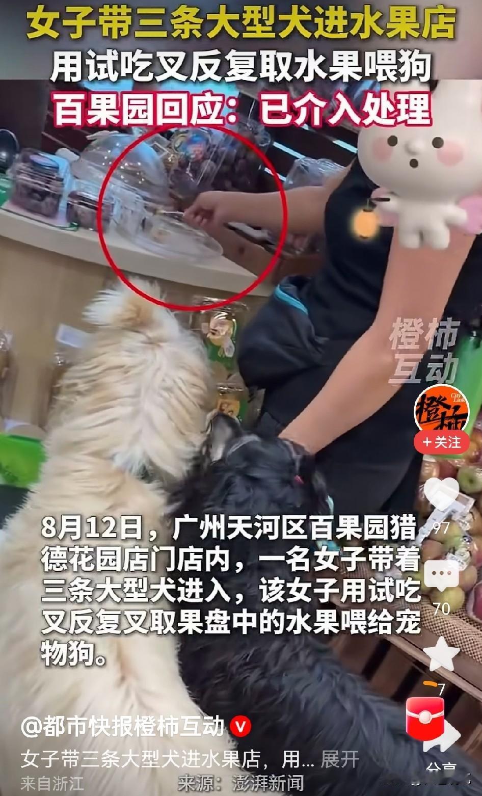 广州一女子牵了三条大狗在水果店里，拿公用试吃叉反复喂狗，看着都膈应人！
大家可以