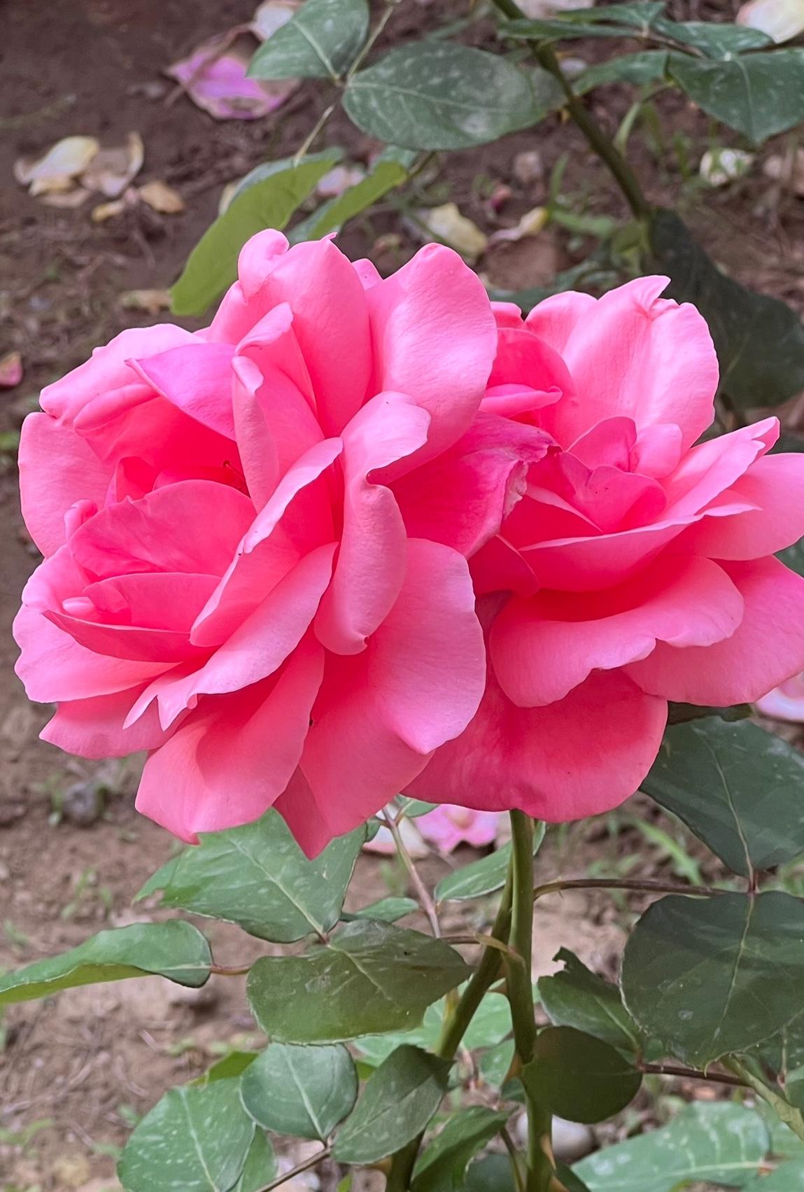 像极了一对双胞胎姐妹，粉嫩娇美，靓丽迷人。