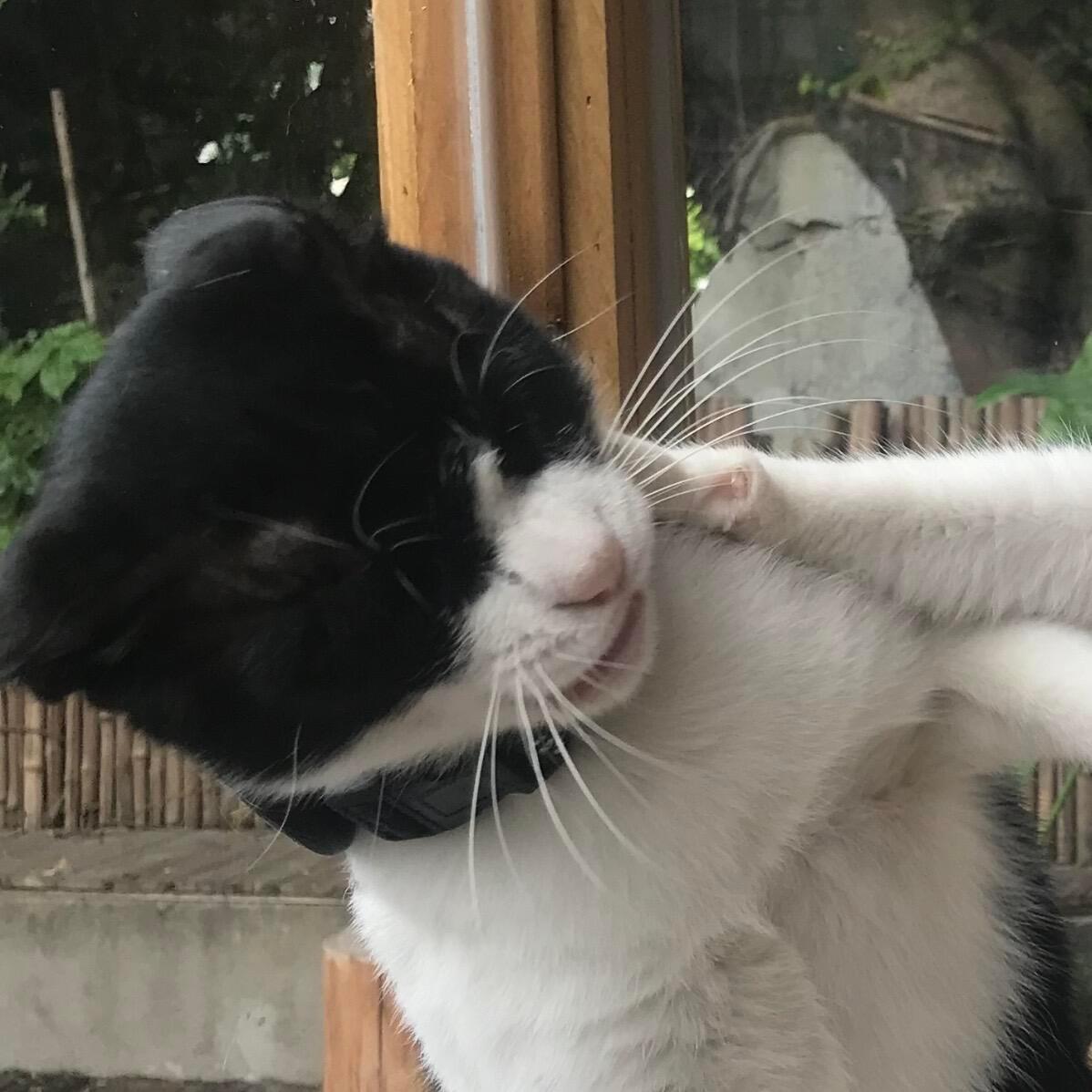 可爱小猫｜情侣头像ฅ(៸៸᳐⁃⩊⁃៸៸᳐)ฅ 