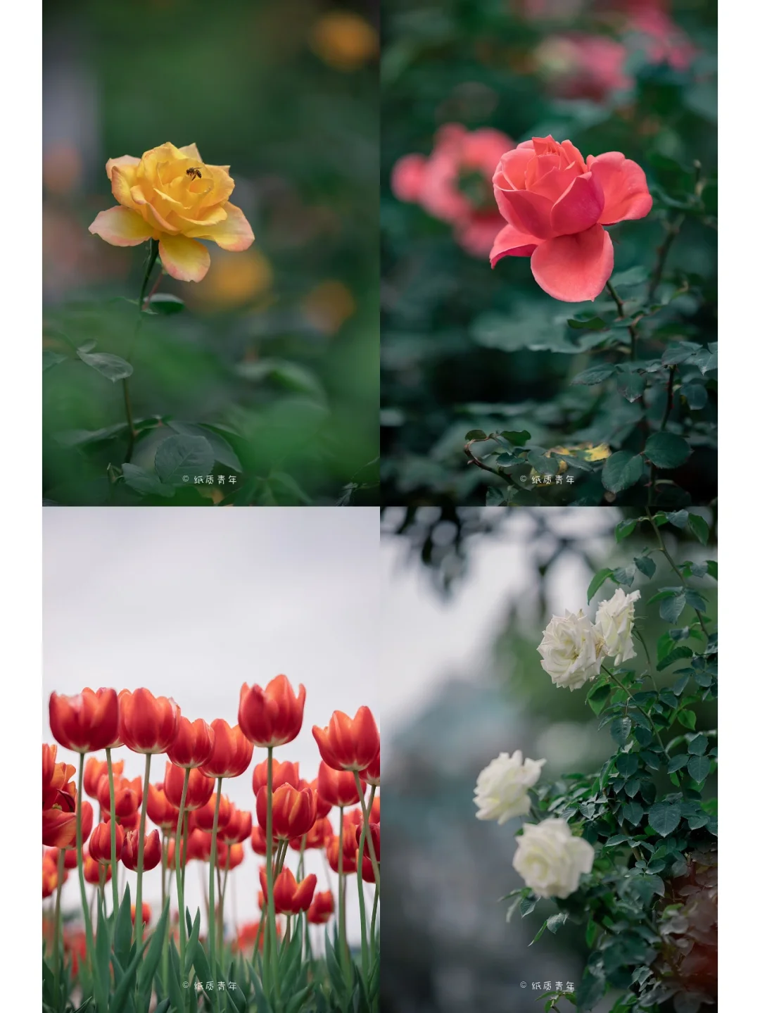 深圳香蜜公园｜一年一度的郁金香花卉展🌷