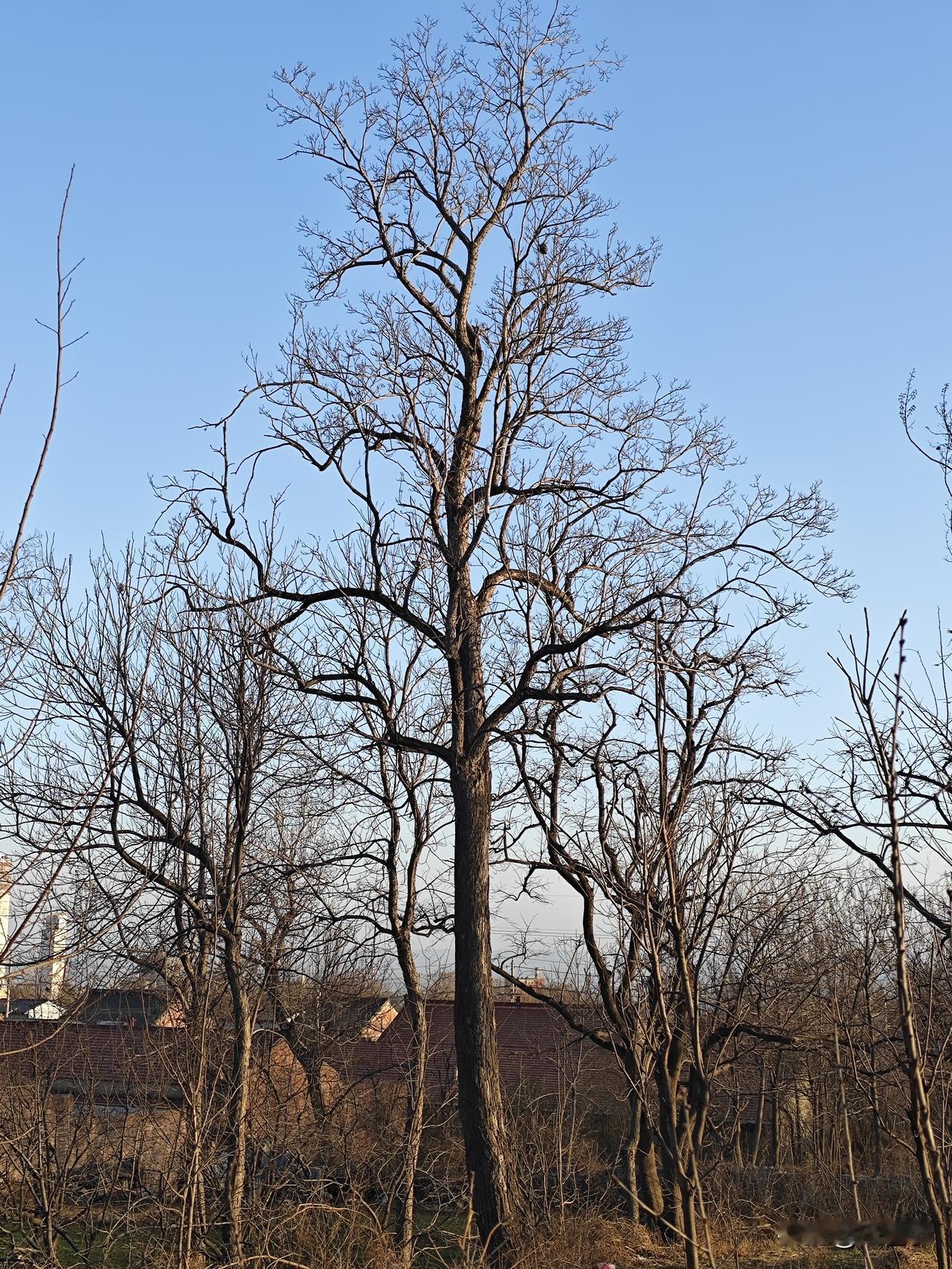 最近看到的餐馆改名，取消伊斯兰/穆斯林”冠名的餐馆的招牌，这应该是全国统一清理所
