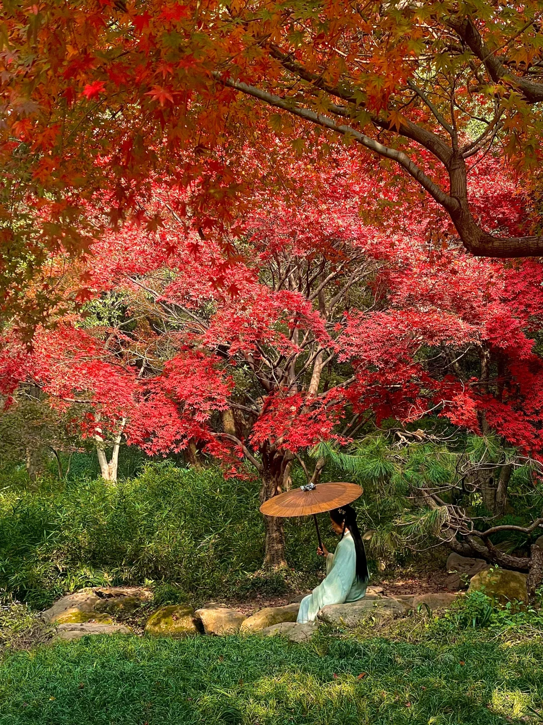跟“枫”成功🍁｜12.7虎丘实况