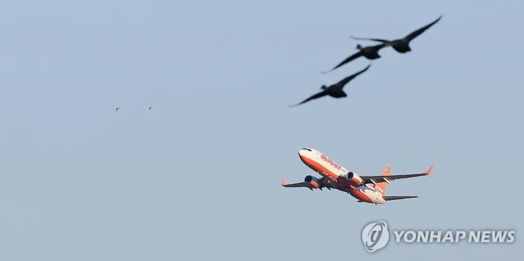 韩国境内所有机场将安装探鸟雷达韩国国土交通部近日发布航空安全管理方案，全国15个