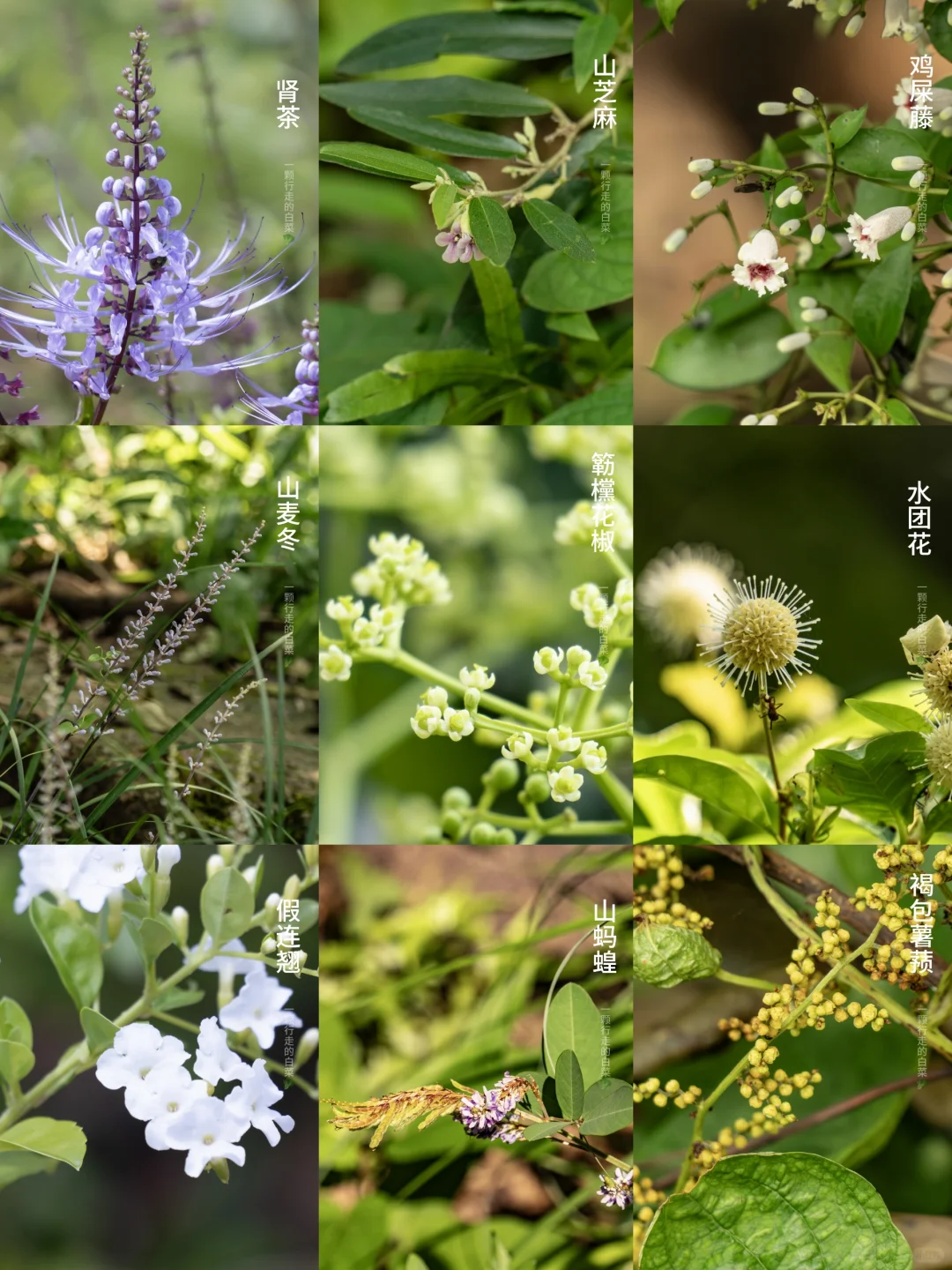 梅林秋分 | 深圳梅林山上的秋花