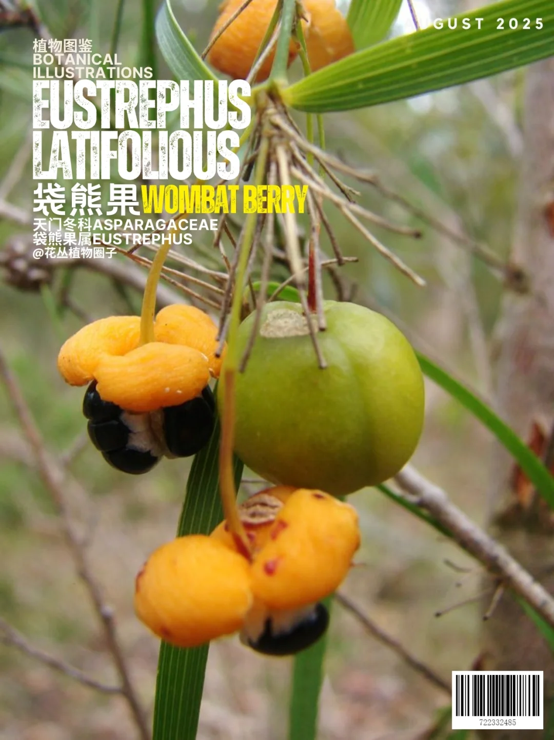 袋熊果Wombat Berry