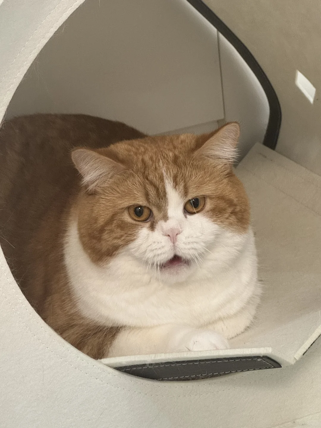 看小猫打哈欠也有意思