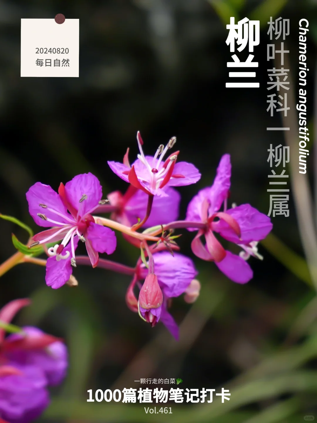 植物笔记461 ｜ 柳兰到底是柳还是兰？