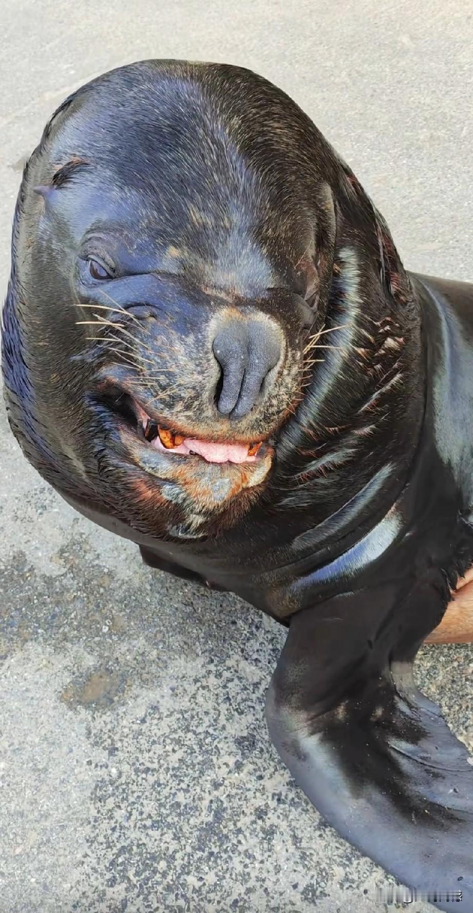 每当看到这个海洋动物笑的时候，都会让人感到非常开心，它之所以会露出这样的笑容，是