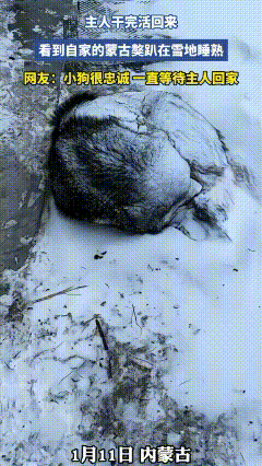 内蒙古，一主人干完活回来，看到自家蒙古獒趴在雪地里睡得正香，身上落满积雪，但仍未