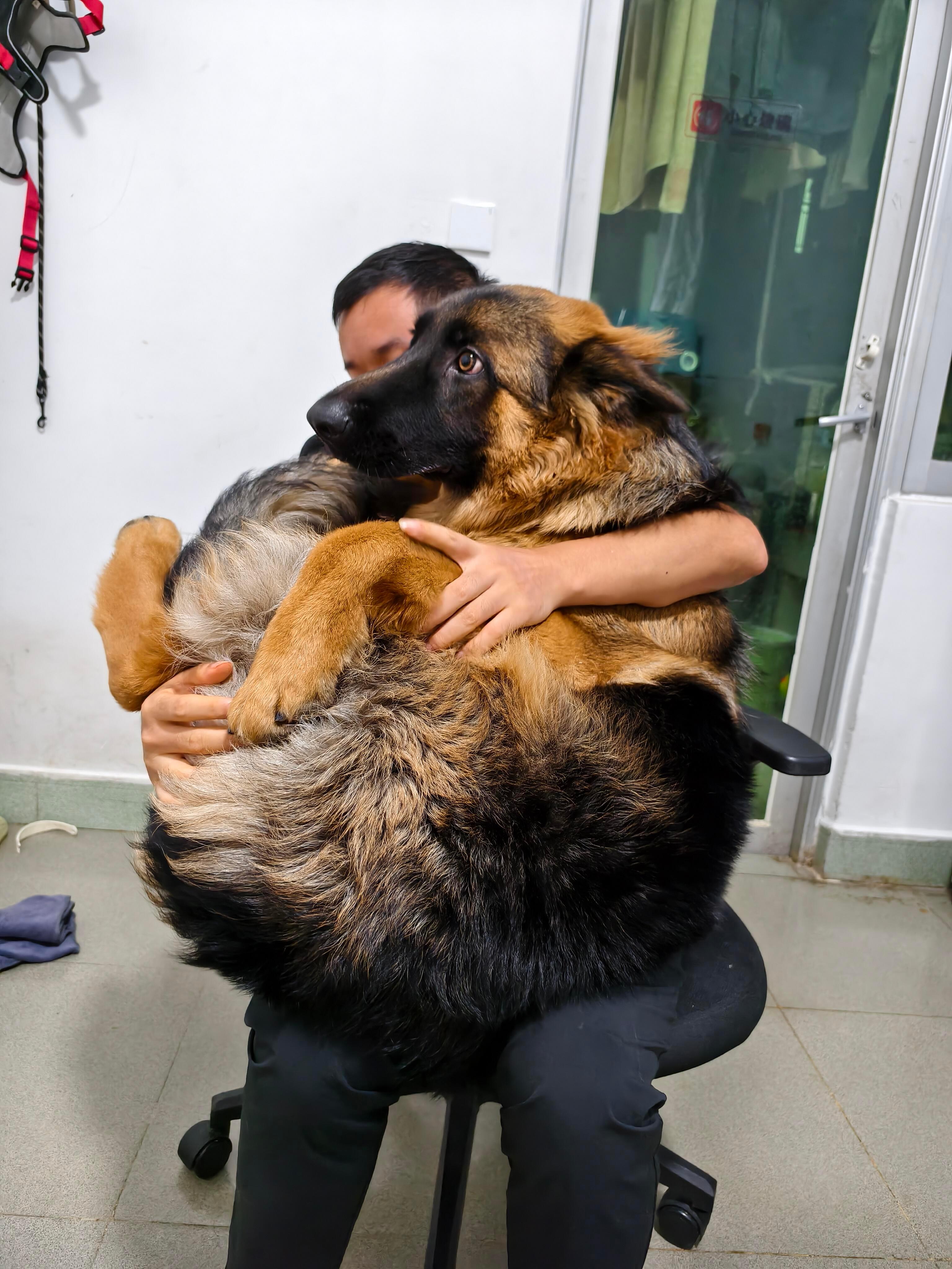 狗，你是怎么评上烈性犬的 ​​​