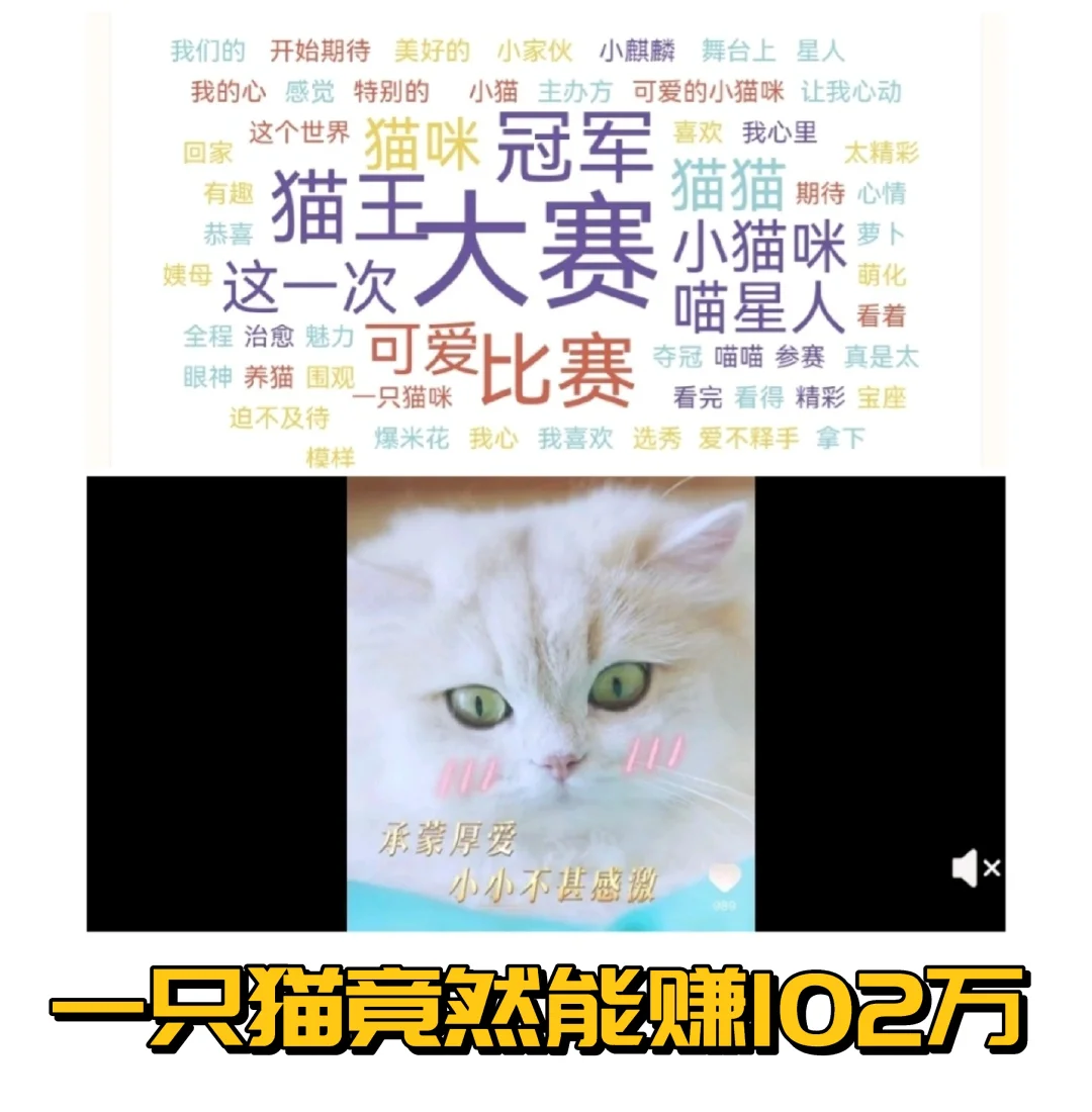 《猫王出道》—首届猫猫的选秀狂欢告一段落