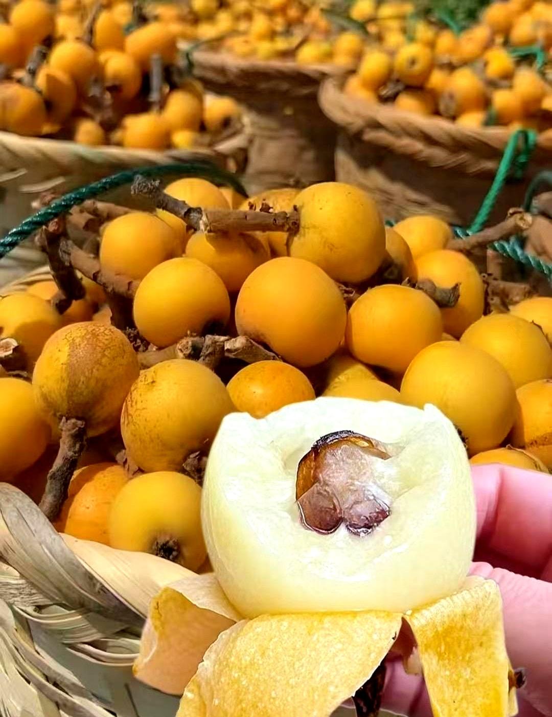 浙江桐庐初夏顶流✨白玉枇杷攻略

桐庐的初夏甜味，是一颗颗软糯爆汁的白玉枇杷给的