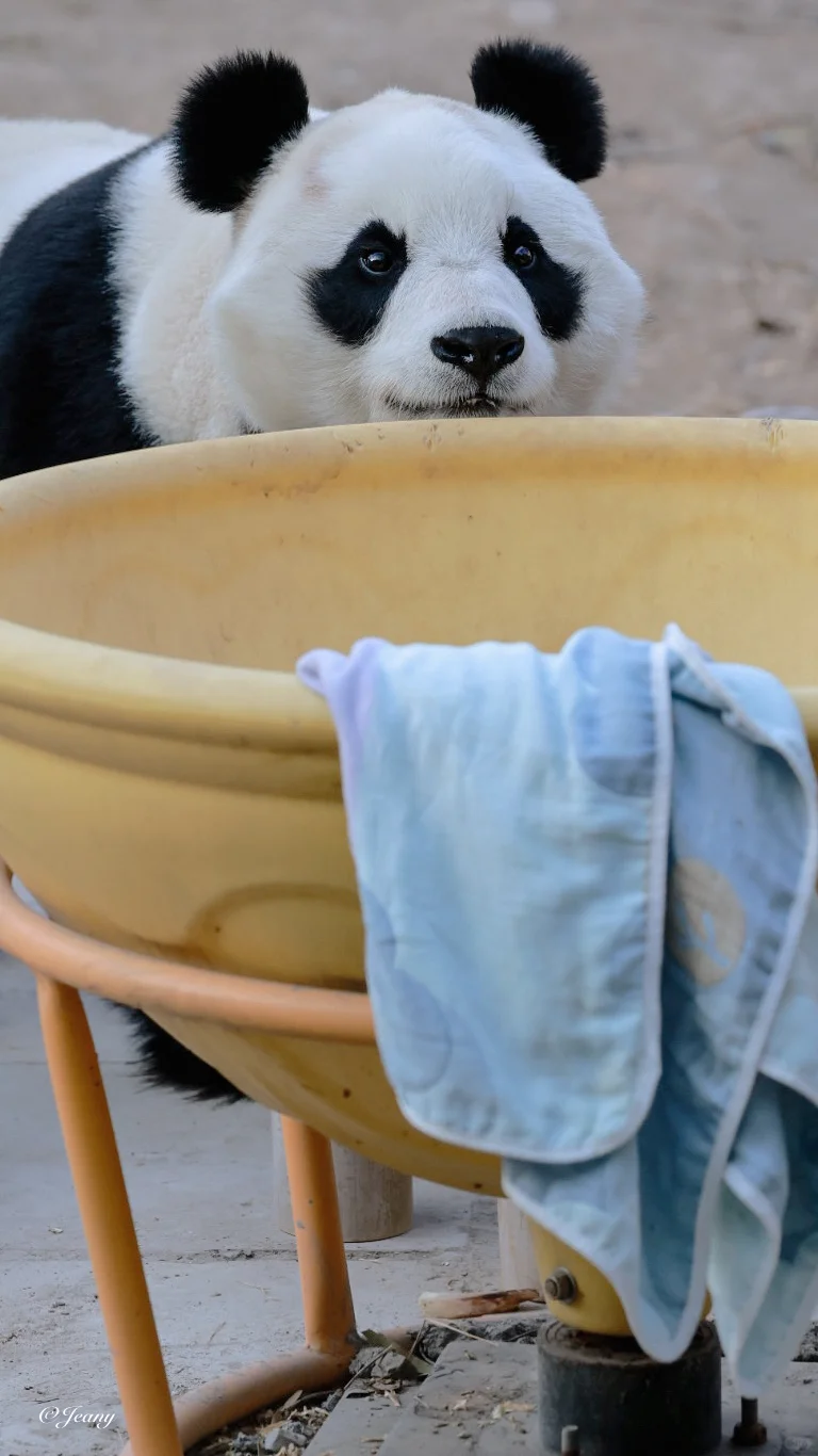 看小白天儿的小眼神和大长腿🐼心眼绝对够用