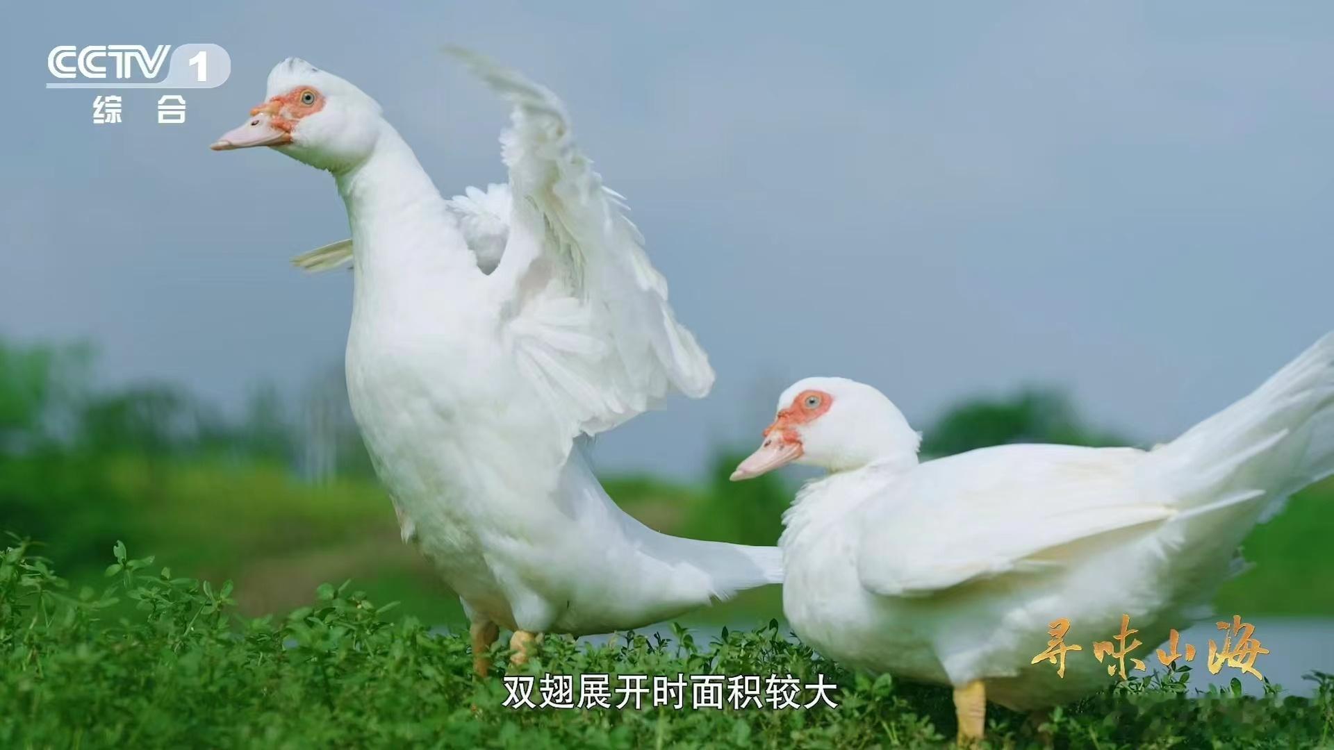 湖北有种会飞的牛肉在湖北黄石仙岛湖，阳新屯鸟让人眼前一亮😎 这“四不像”会飞，