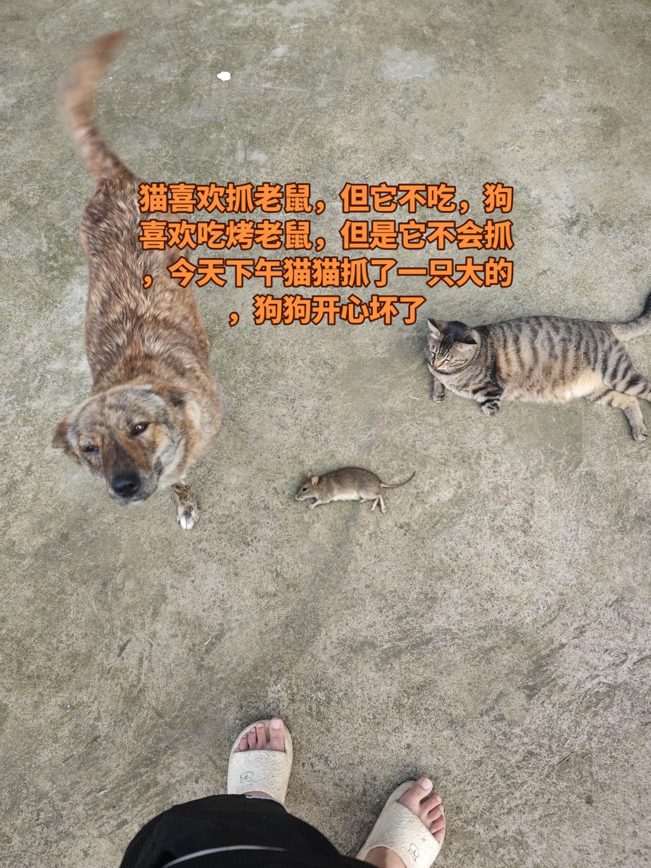 猫咪 狗狗 人 相亲相爱一家人