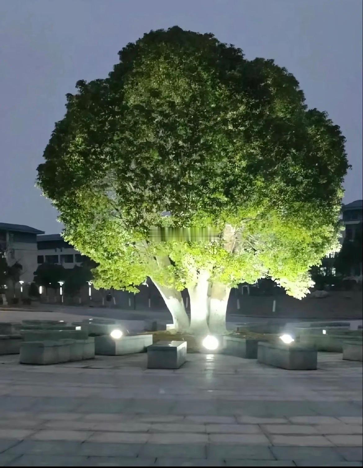 是我的错觉吗？这棵树好像大号的西蓝花[笑cry][笑cry] ​​​
