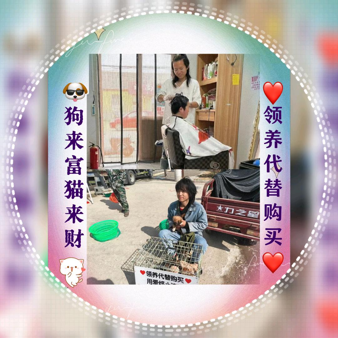 小乐理发师和流浪狗