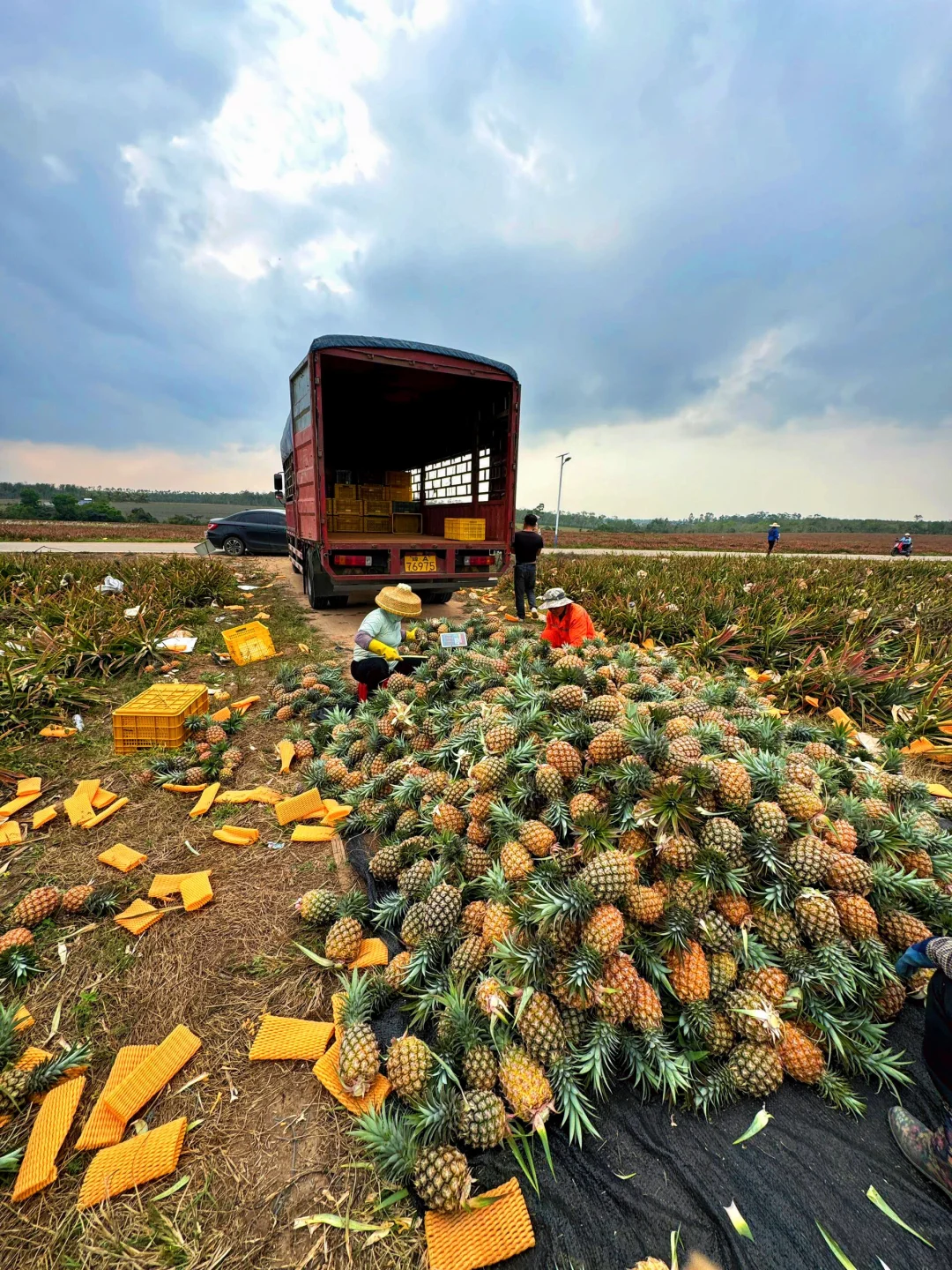 我对天发誓，不卖一颗催熟凤梨🍍