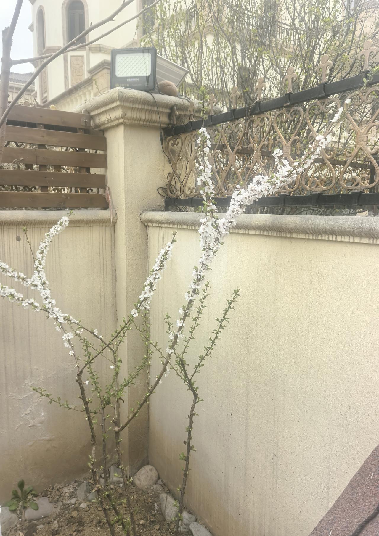 202604。还是毛樱桃的花盛。