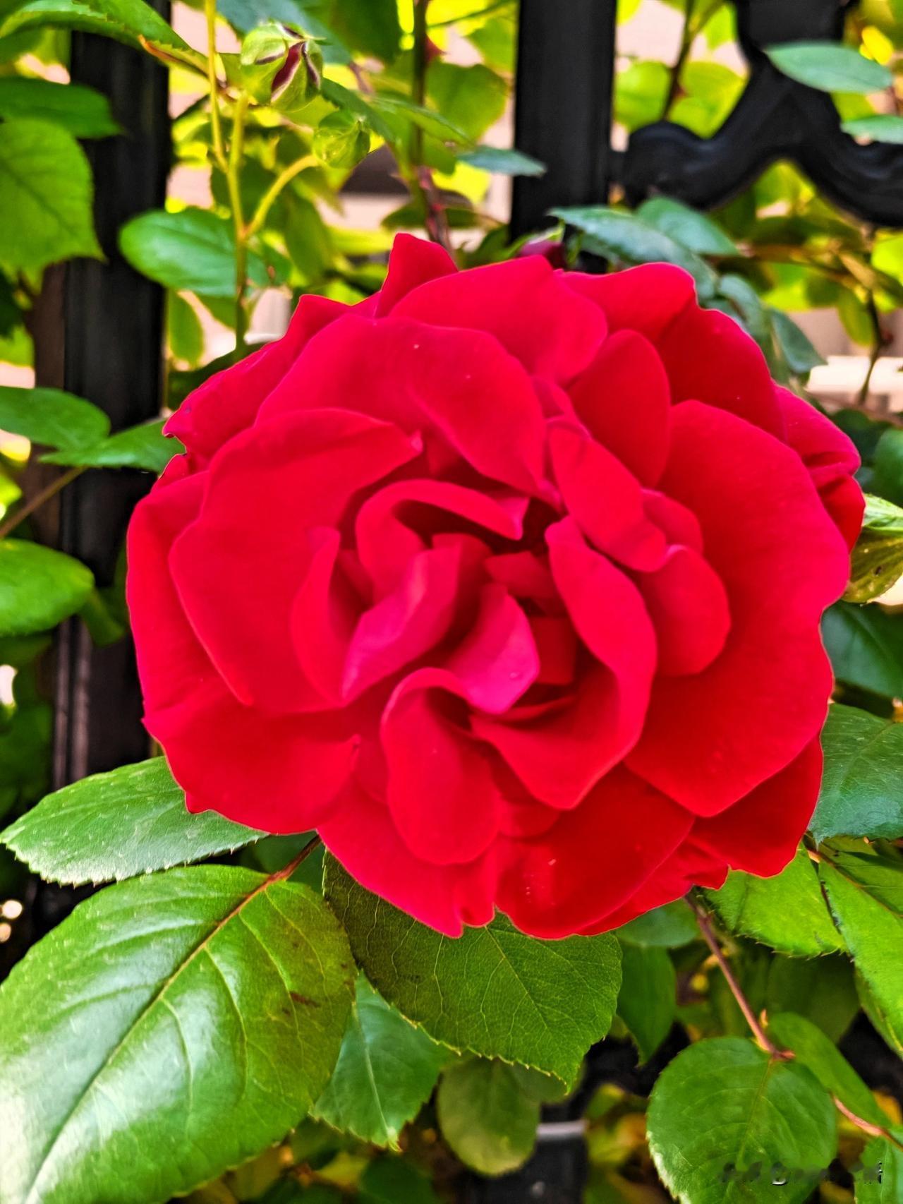 惊艳的红色月季，绽放在绿叶之间，美不胜收！🌹💕