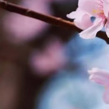 0000【樱花种植攻略】一、选地与定植选择阳光充足、地势开阔、排水性极佳的微酸性