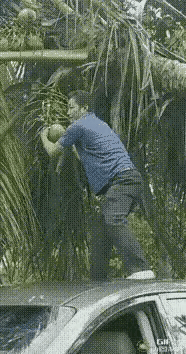 这种吃椰子的方式，就是一种愚蠢的逞能行为，现在看着挺勇敢的，挺厉害的，等到老的时