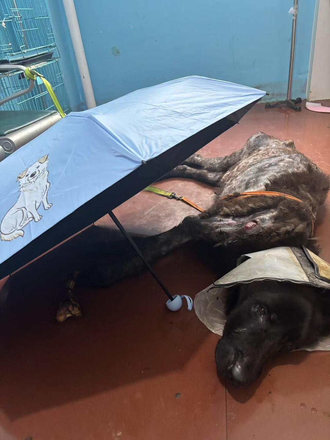 撑起这把伞，就是撑起他的明天