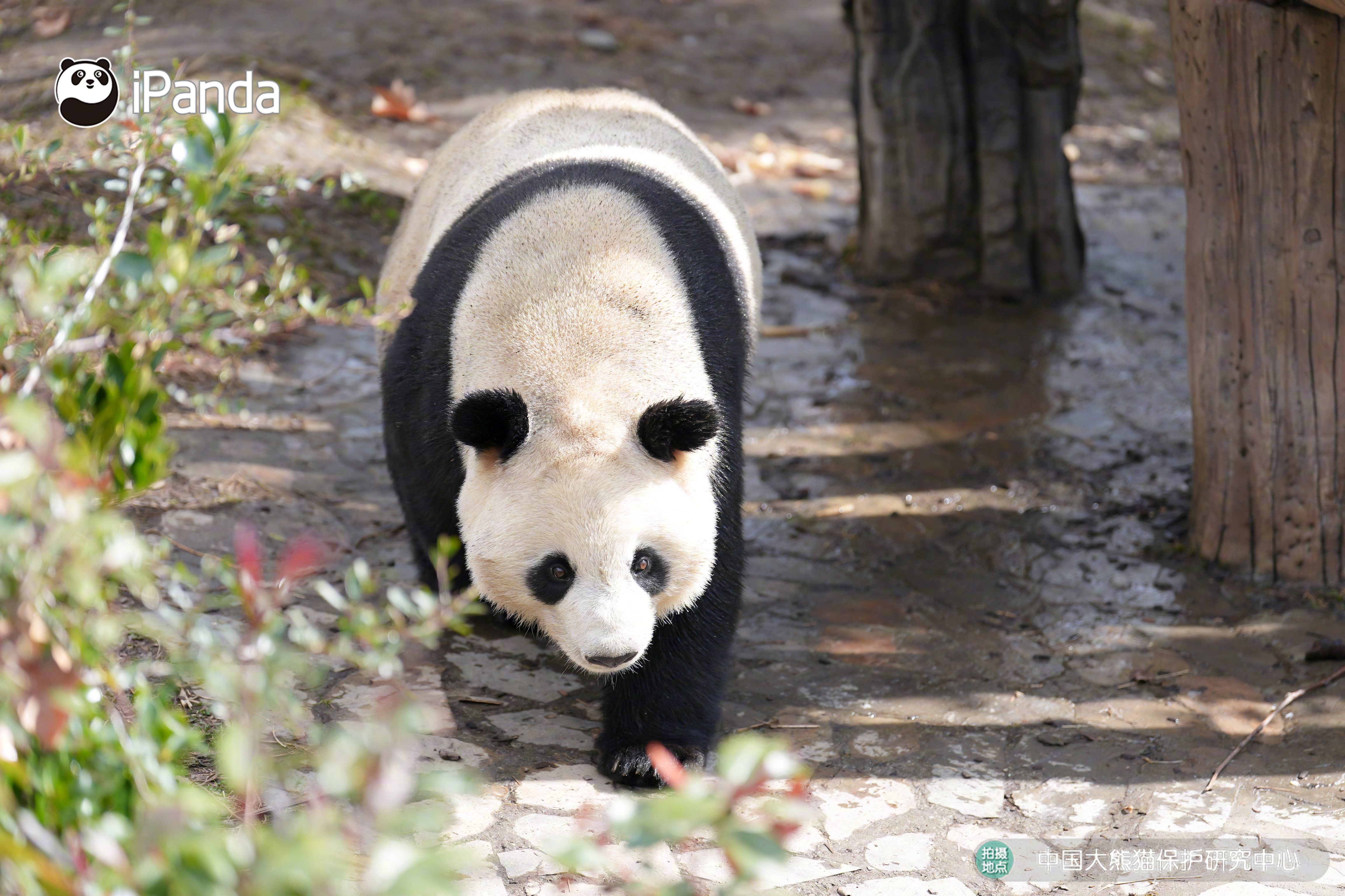 【大熊猫的治愈从早安开始 🌟】发言熊：“娥眉”名熊名言：慢慢散步，静静生活，把