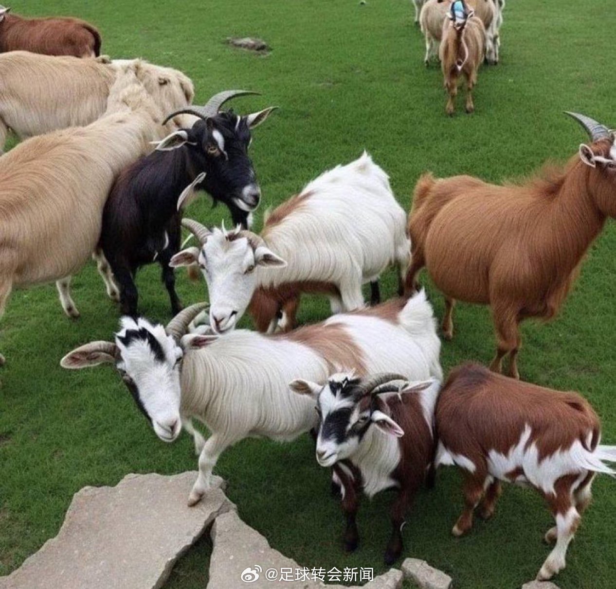 把眼睛闭上80%，你能看到真正的GOAT！