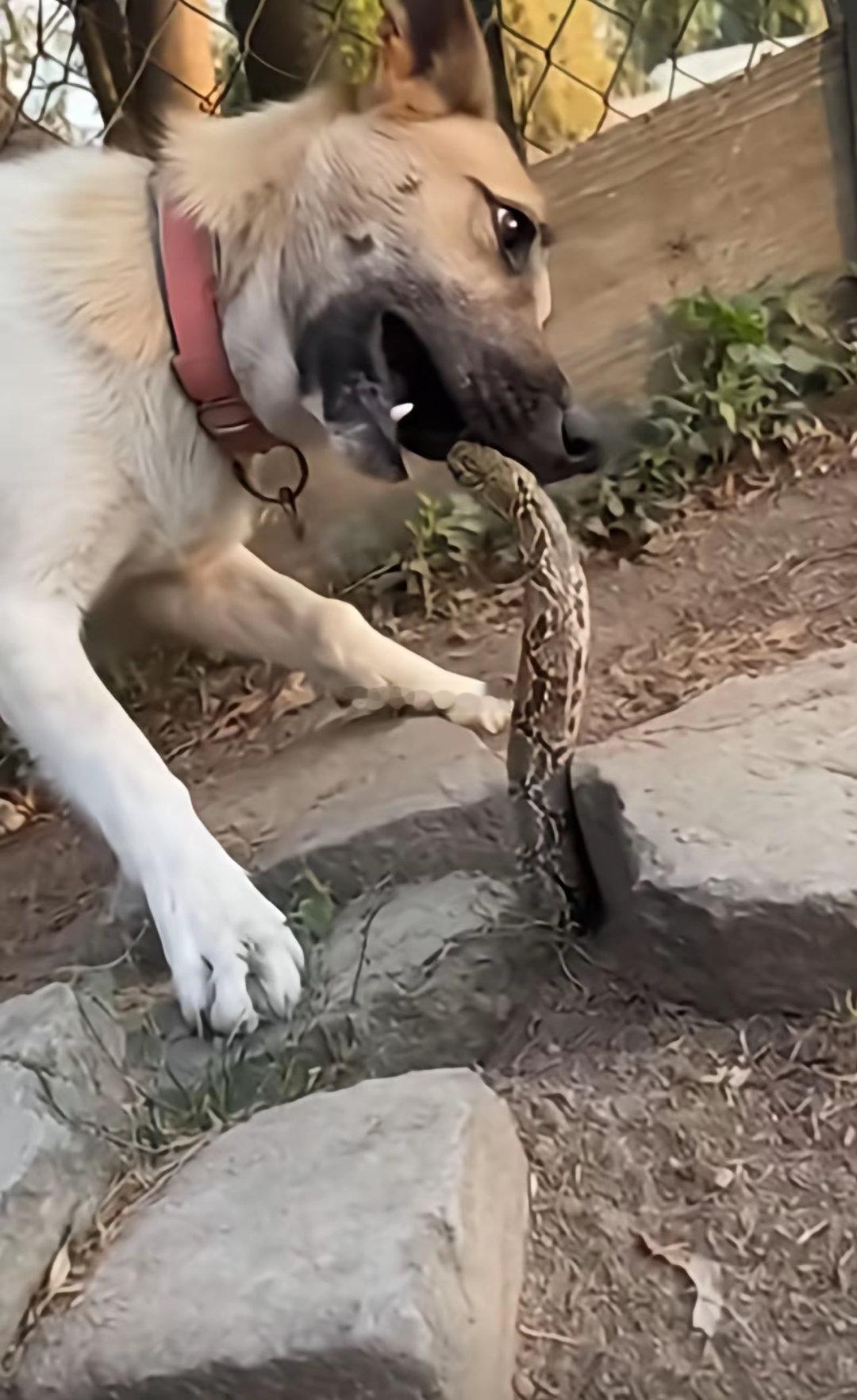 这回不能了吧，被蛇咬住舌头了 ​​​