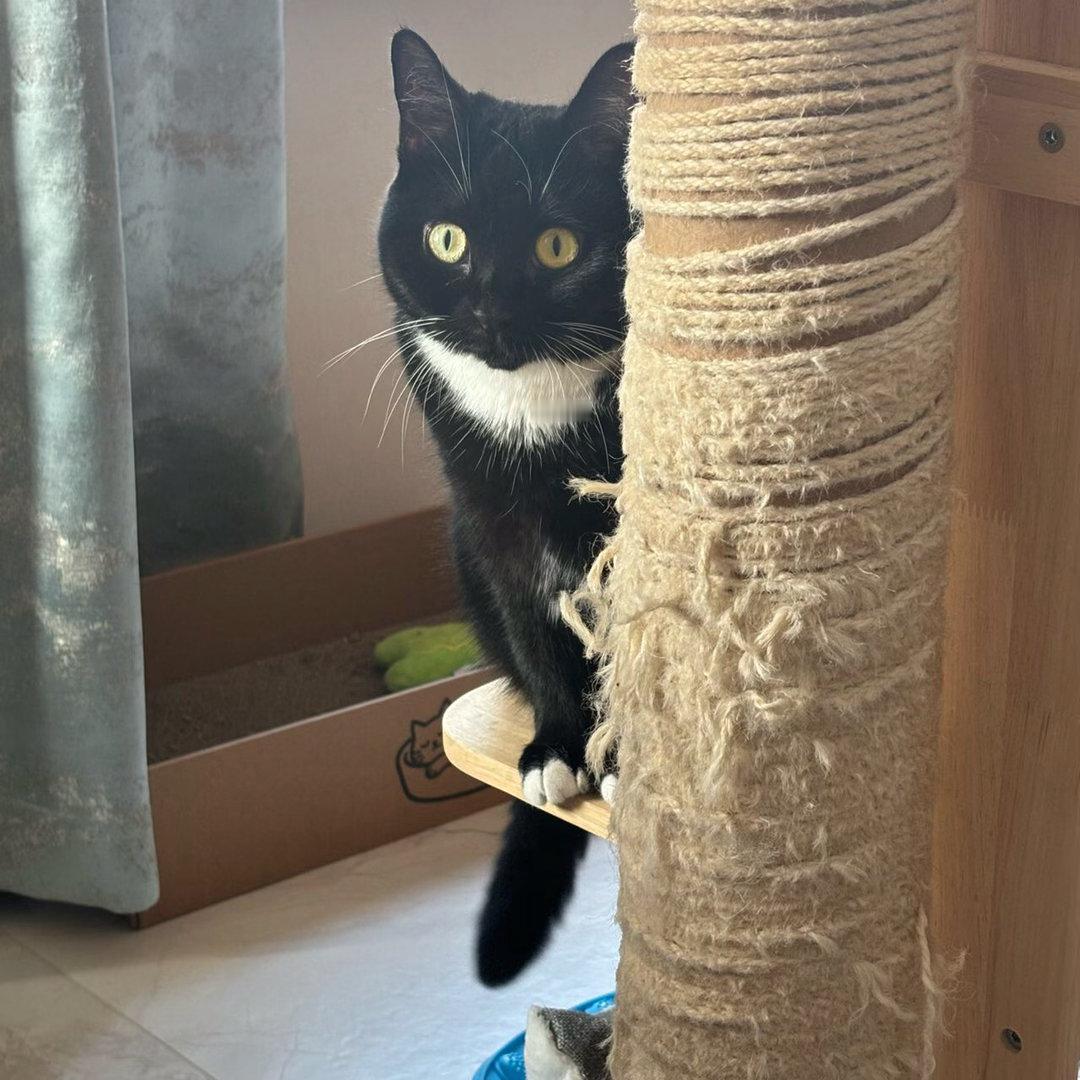 “猫头鹰形态的早晨”daily奶牛猫奶粉投稿