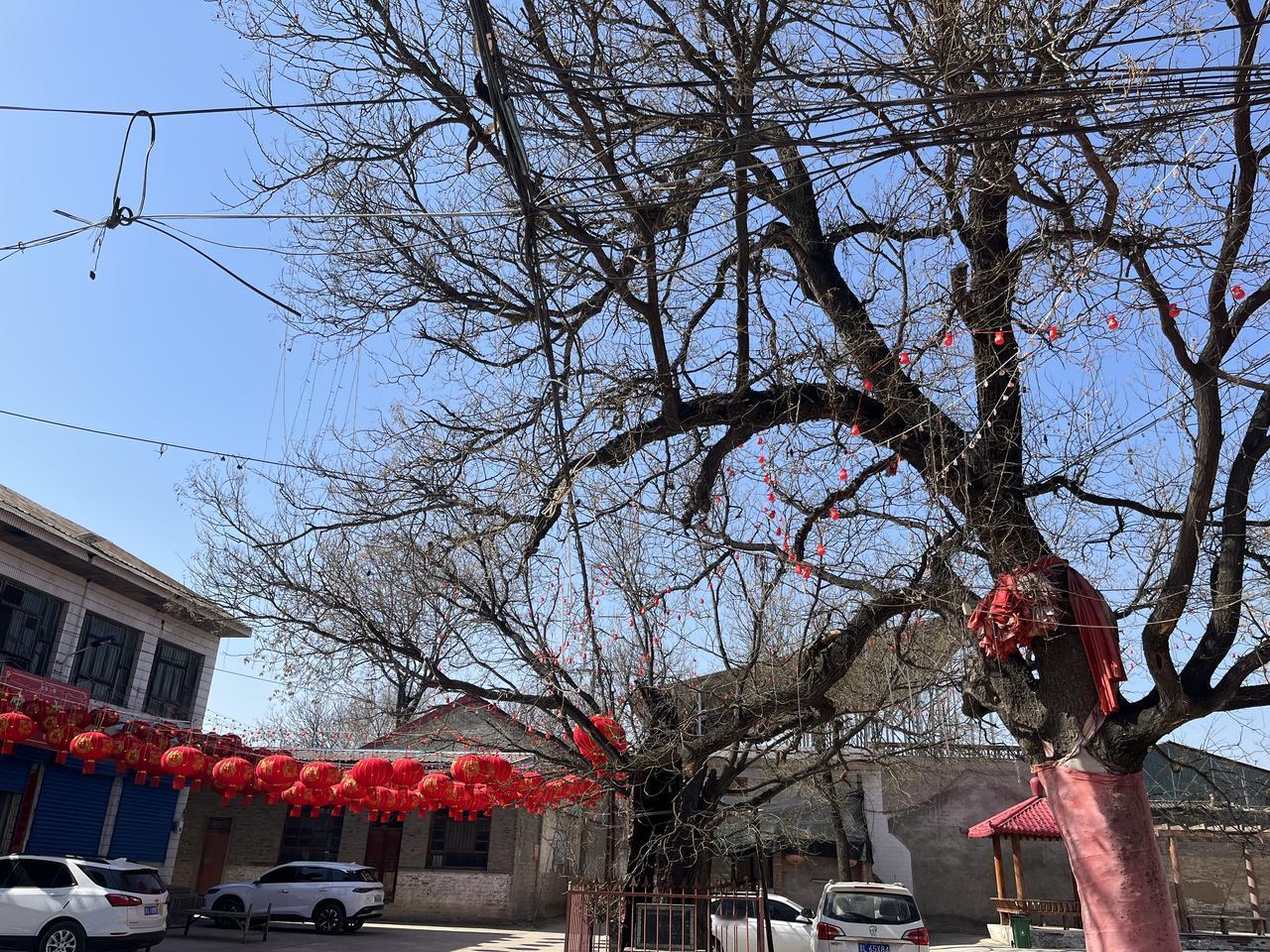 两棵古槐树与大红灯笼，看上去很有年味，很有意境！